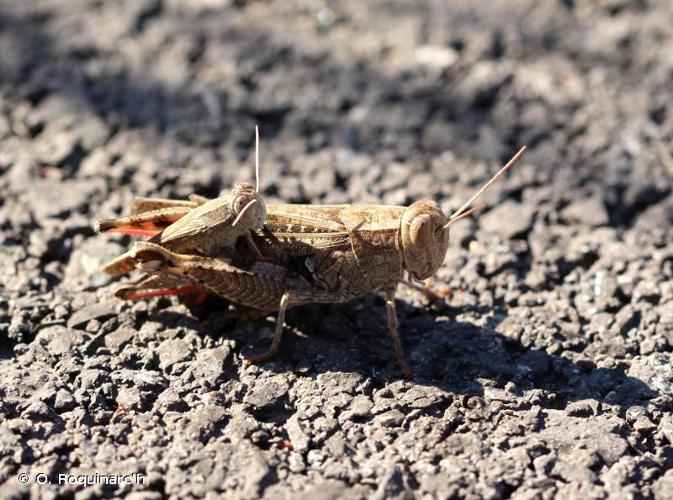 Caloptène ochracé (Calliptamus barbarus) © O. Roquinarc'h