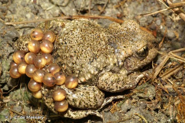 Alyte accoucheur (Alytes obstetricans obstetricans) © J.-C. de Massary