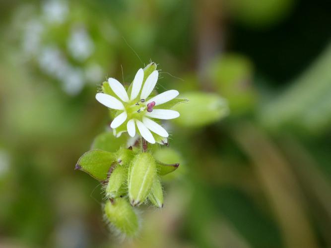 Stellaire intermédiaire (Stellaria media) © Morvan Debroize