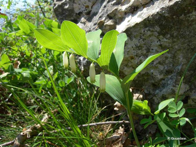 Sceau de salomon odorant (Polygonatum odoratum) © P. Gourdain