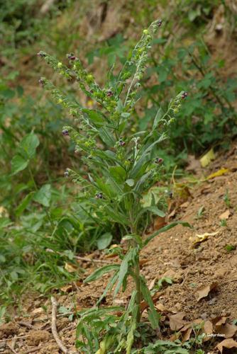 Cynoglosse officinale (Cynoglossum officinale) © P. Gourdain