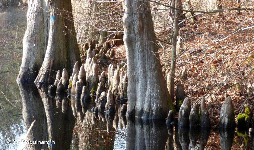 Cyprès chauve (Taxodium distichum) © O. Roquinarc'h