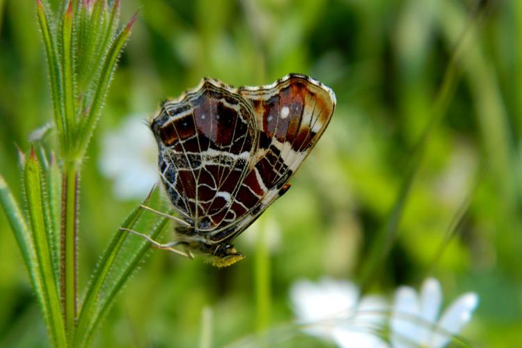 Carte géographique (Araschnia levana) © Morvan Debroize