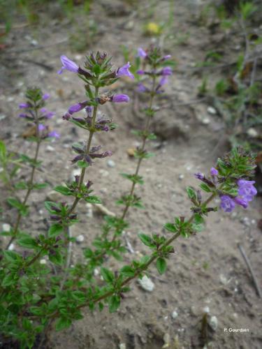 Calament acinos (Clinopodium acinos) © P. Gourdain