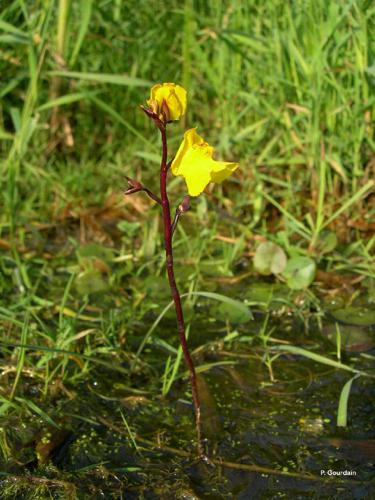 Utriculaire vulgaire (Utricularia vulgaris) © P. Gourdain