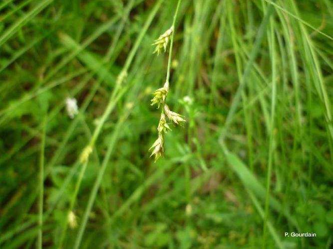 Laîche espacée (Carex remota) © P. Gourdain