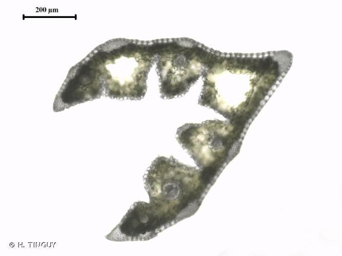 Fétuque à feuilles plates (Festuca heteromalla) © H. TINGUY