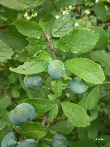 Prunier domestique (Prunus domestica) © P. Gourdain