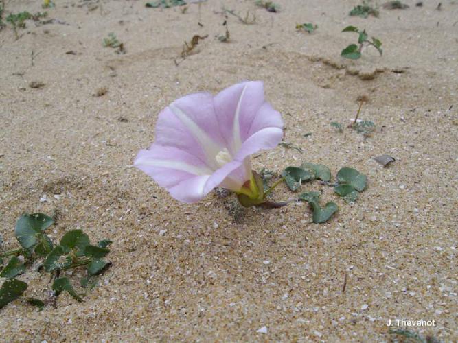 Liseron des dunes (Calystegia soldanella) © J. Thévenot