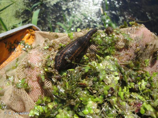 Sangsue médicinale (Hirudo medicinalis) © B. Lecaplain