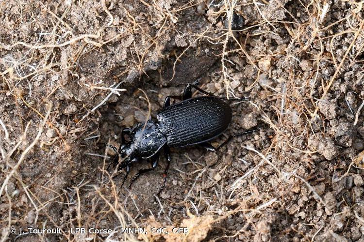 Féronie commune (Pterostichus niger) © J. Touroult - LPR Corse - MNHN, CdC, OFB