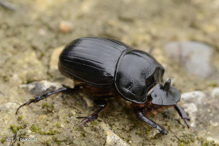 Copris lunaire (Copris lunaris) © J. Touroult