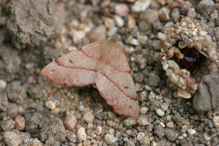 Himère-plume (L') (Colotois pennaria) © P. Chatard