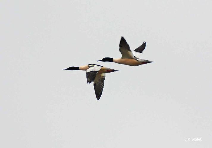 Harle bièvre (Mergus merganser) © J.P. Siblet