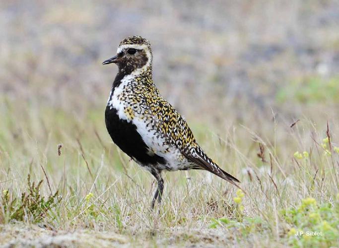 Pluvier doré (Pluvialis apricaria), plumage nuptial © J.P. Siblet