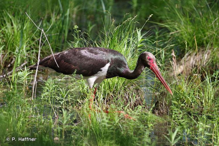 Cigogne noire (Ciconia nigra) © P. Haffner