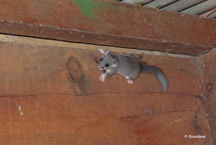 Loir gris (Glis glis) © P. Gourdain