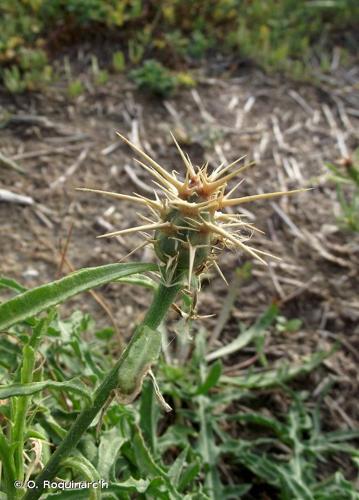 Centaurée chausse-trape (Centaurea calcitrapa) © O. Roquinarc'h