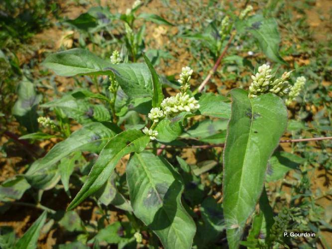 Renouée à feuilles de patience (Persicaria lapathifolia) © P. Gourdain