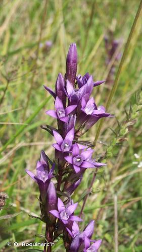 Gentianelle d'Allemagne (Gentianella germanica) © O. Roquinarc'h