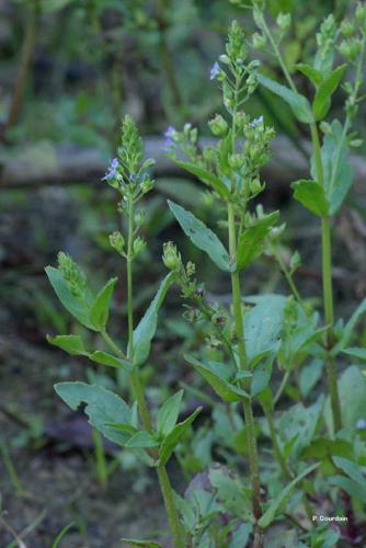 Mouron aquatique (Veronica anagallis-aquatica) © P. Gourdain