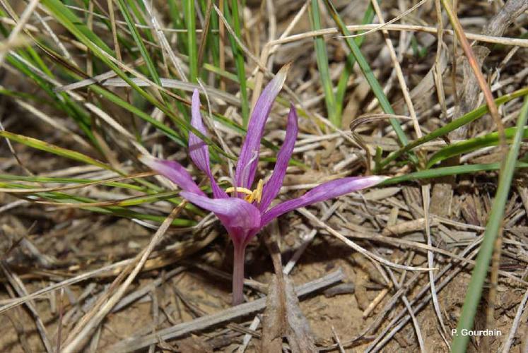 Colchique de Naples (Colchicum longifolium) © P. Gourdain