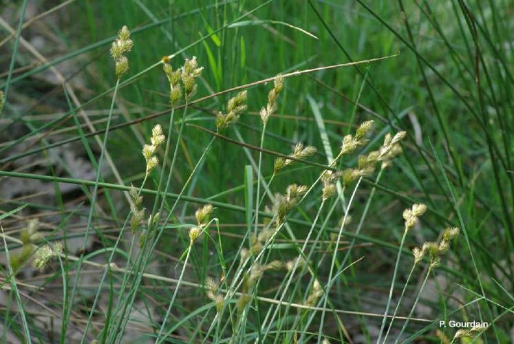 Laîche Patte-de-lièvre (Carex ovalis) © P. Gourdain
