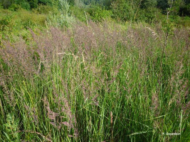 Calamagrostide épigéios (Calamagrostis epigejos) © P. Gourdain