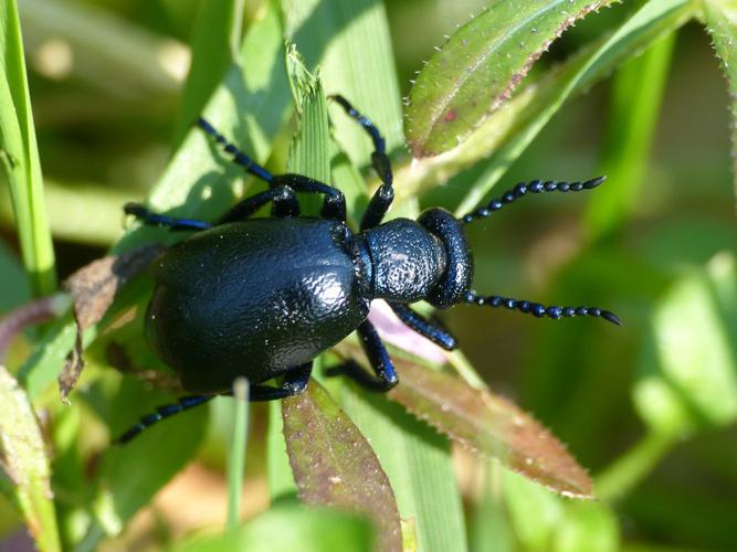 Méloé printanier (Meloe proscarabaeus) © Morvan Debroize