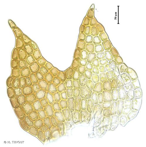 Cephalozia bicuspidata © H. TINGUY