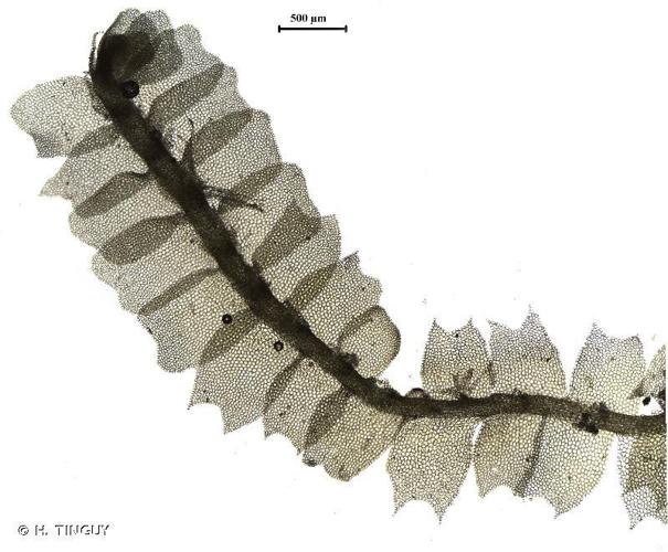 Lophocolea heterophylla © H. TINGUY