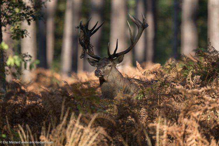 Cerf élaphe (Cervus elaphus) © Eric Médard