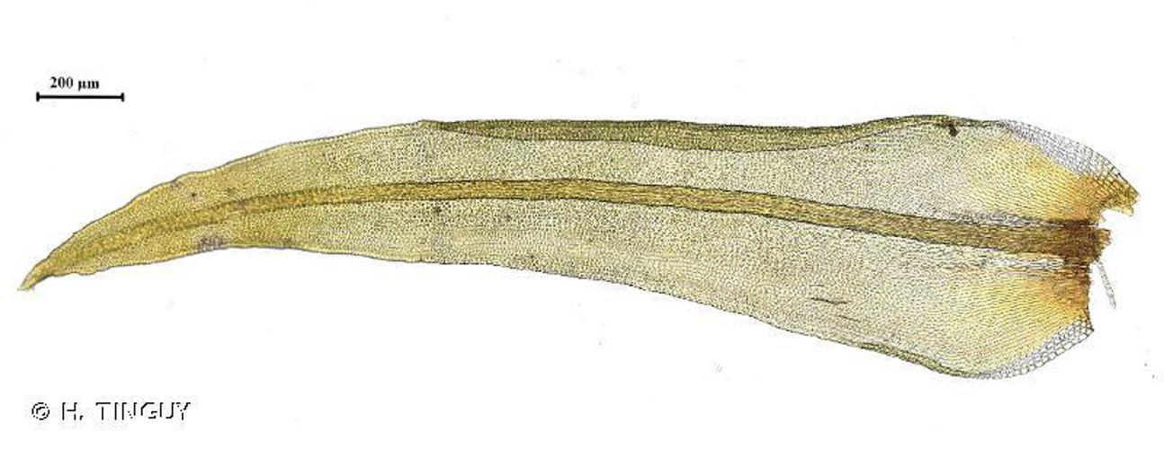 Ulota crispula © H. TINGUY