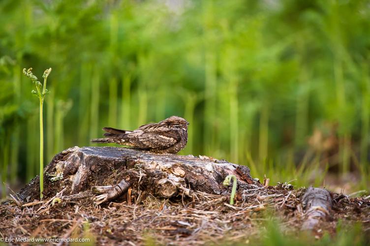 Engoulevent d'Europe (Caprimulgus europaeus) © Eric Médard