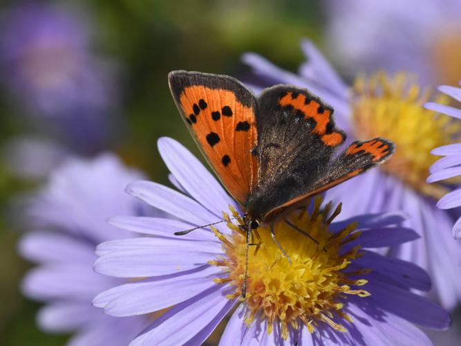 Cuivré commun (Lycaena phlaeas) © Marie-Ange Piet