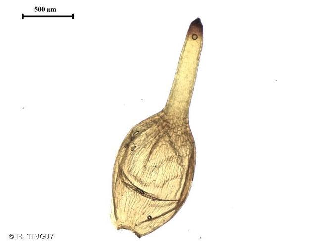 Entosthodon obtusus © H. TINGUY