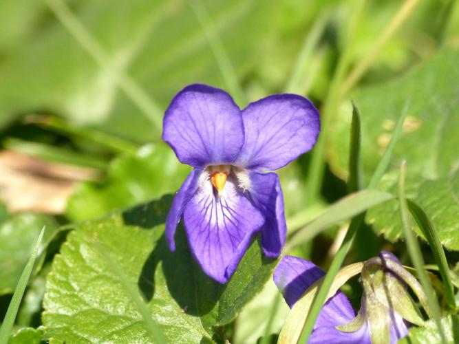 Violette odorante (Viola odorata) © Morvan Debroize