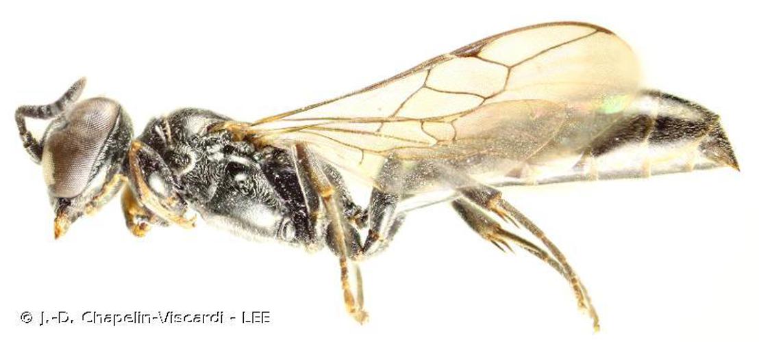 Trypoxylon clavicerum © J.-D. Chapelin-Viscardi - LEE