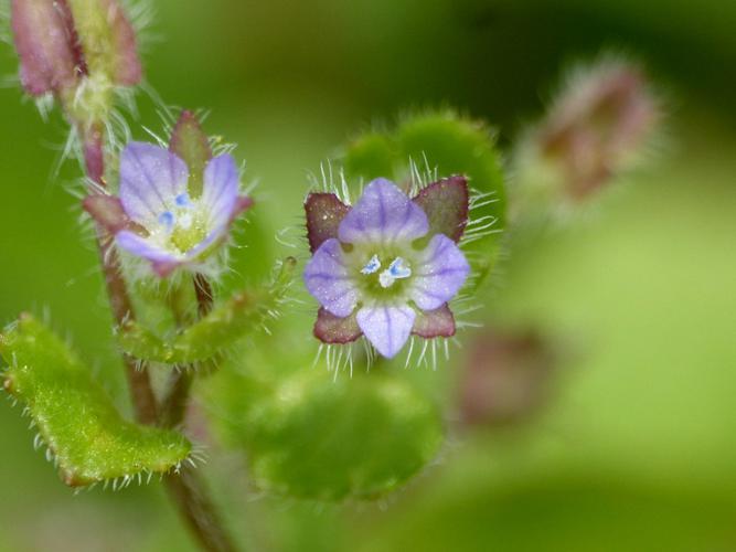 Véronique à feuilles de lierre (Veronica hederifolia) © Morvan Debroize