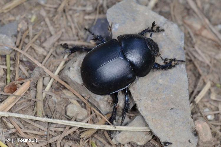 Trypocopris vernalis © J. Touroult