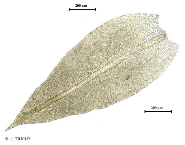 Zygodon viridissimus © H. TINGUY