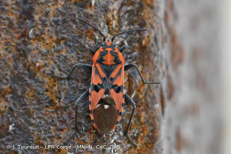 Spilostethus pandurus © J. Touroult - LPR Corse - MNHN, CdC, OFB