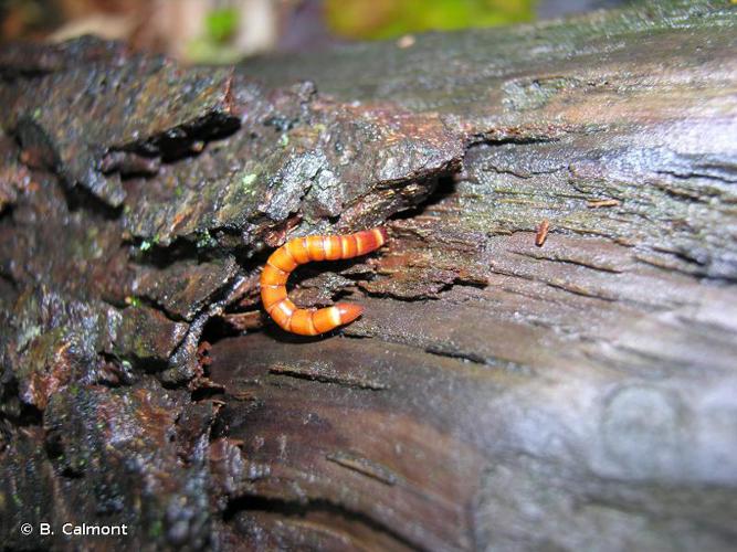 Ampedus rufipennis © B. Calmont