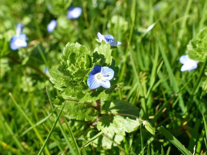 Véronique de Perse (Veronica persica) © Morvan Debroize