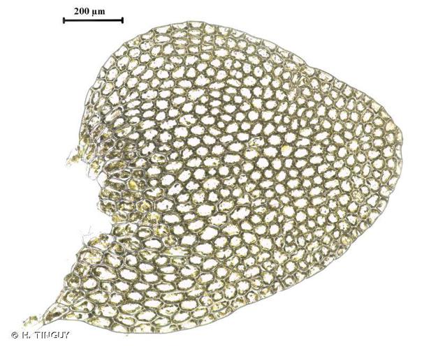 Calypogeia muelleriana © H. TINGUY