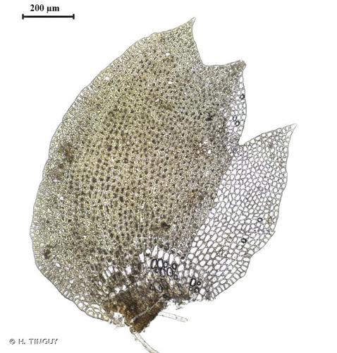 Tritomaria exsectiformis © H. TINGUY