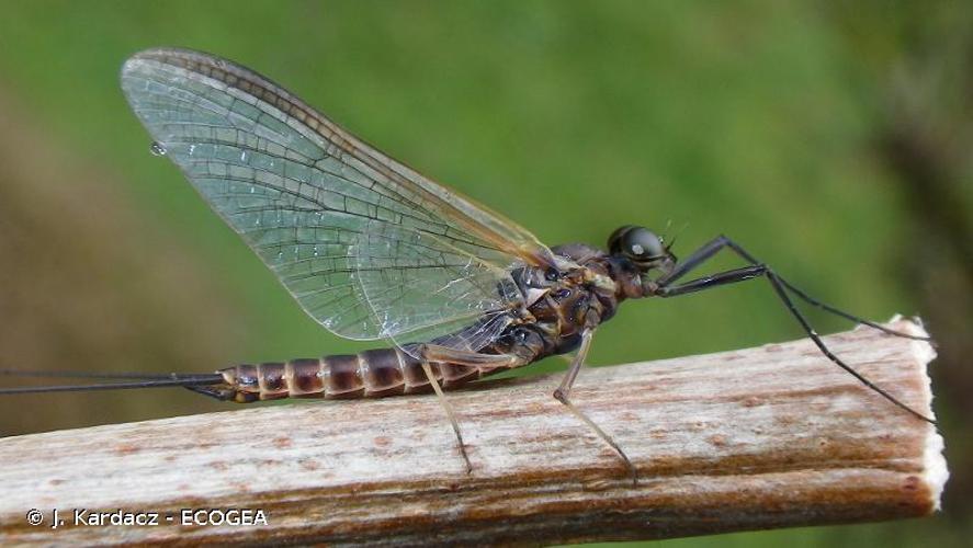 Rhithrogena germanica © J. Kardacz - ECOGEA