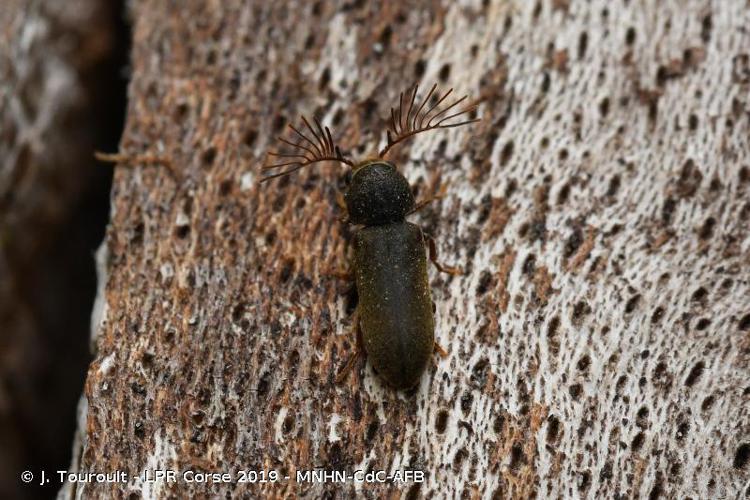 Ptilinus pectinicornis © J. Touroult - LPR Corse 2019 - MNHN-CdC-AFB