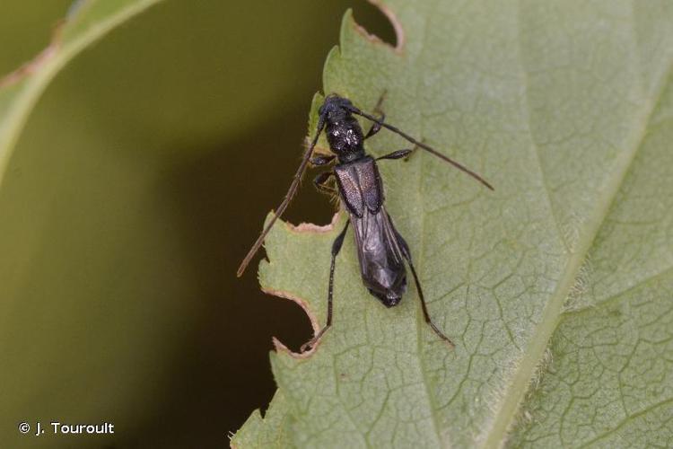 Glaphyra umbellatarum © J. Touroult