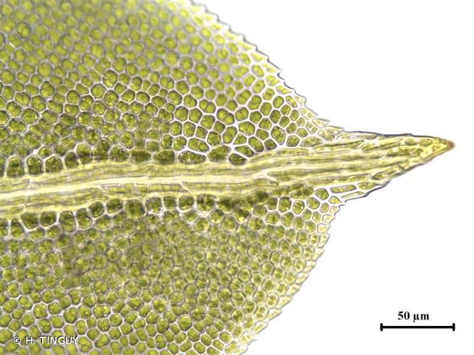 Fissidens taxifolius © H. TINGUY